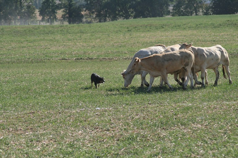 BE WINNER - 2012 - Master chiens de troupeaux 